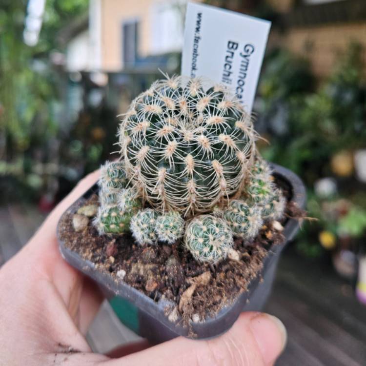 plant image 1713066 plant image 1713066