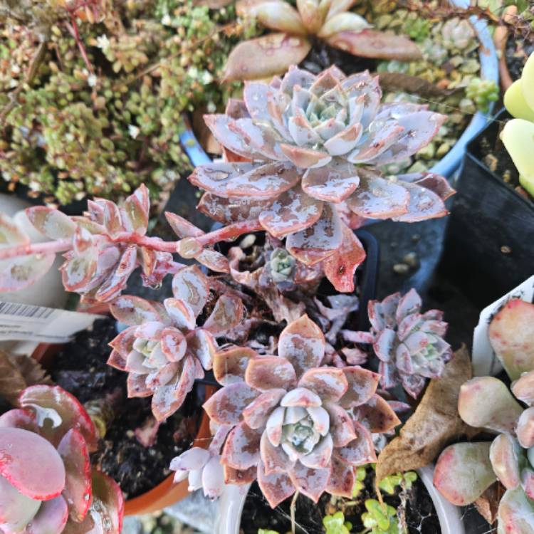 plant image 1717344