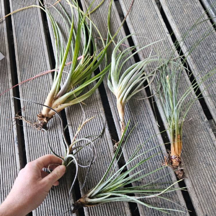 plant image 1718336 plant image 1718336
