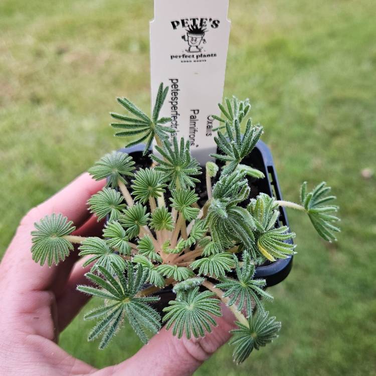 plant image 1721694