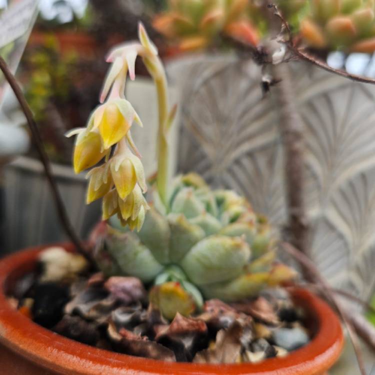 Plant image Echeveria Schichi-Kuksi