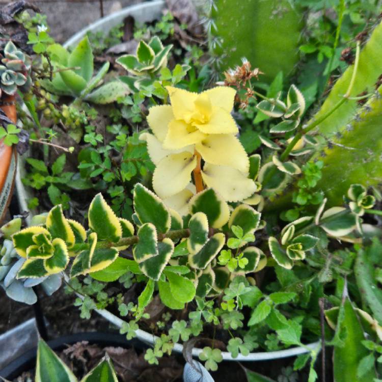 plant image 1723330 plant image 1723330