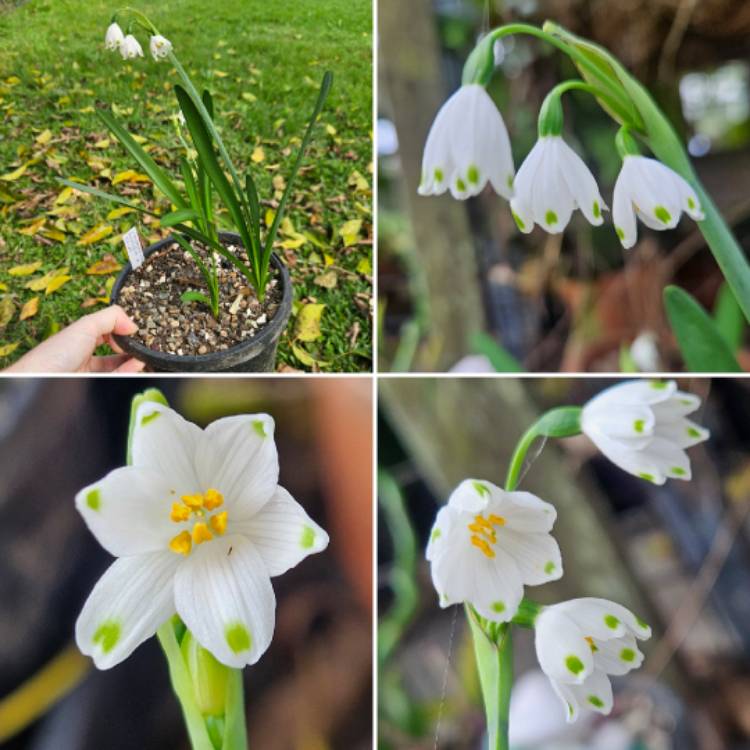 Plant image Leucojum