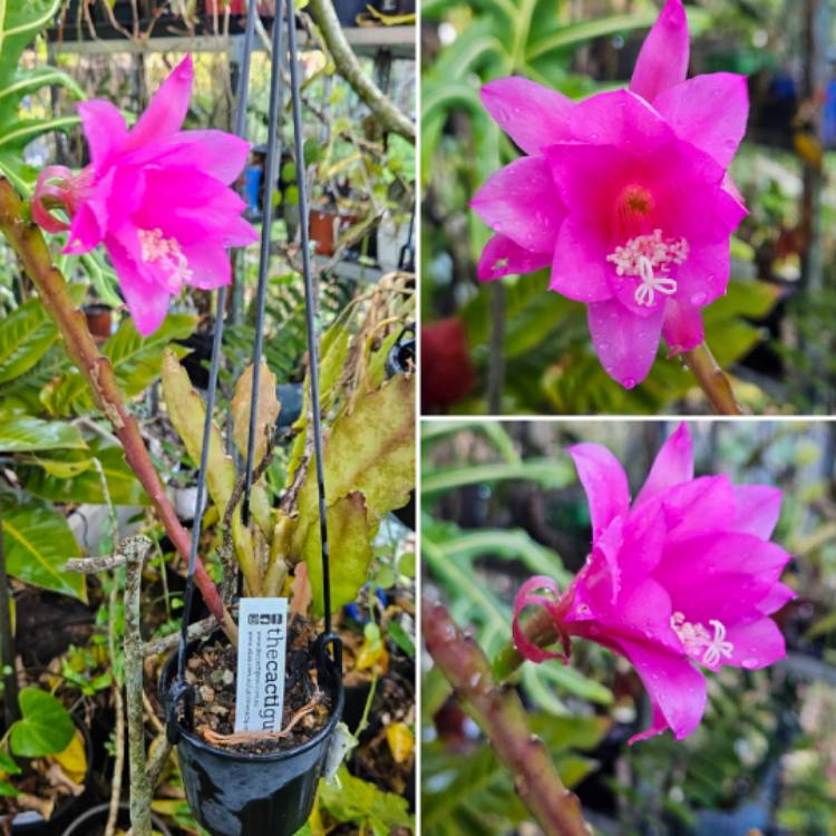 Plant image Disocactus nelsonii syn. Chiapasia nelsonii