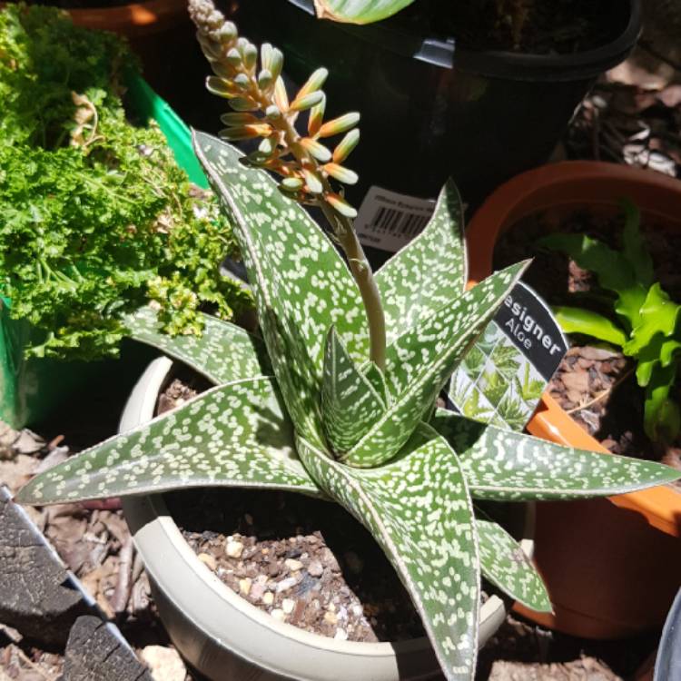 Plant image x Gasteraloe 'Aveo'