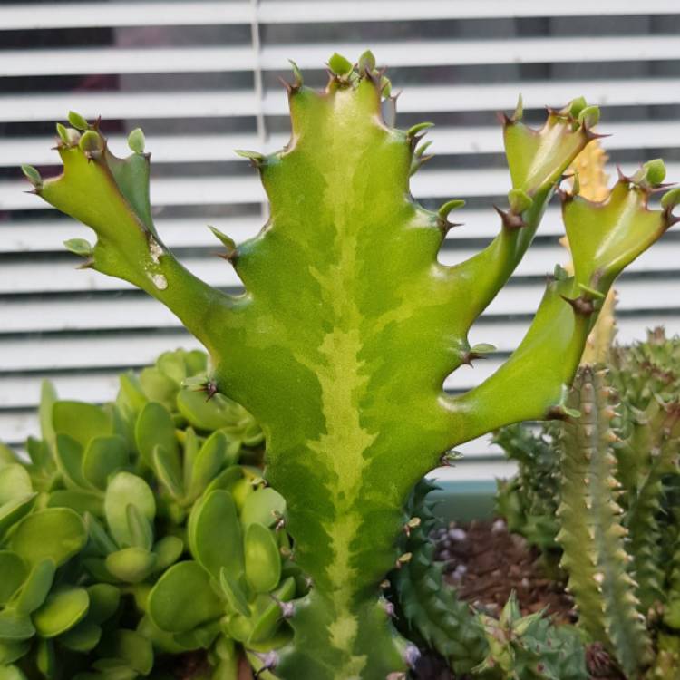 Plant image Euphorbia Lactea