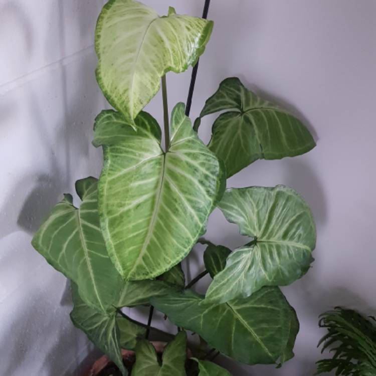 plant image 943075