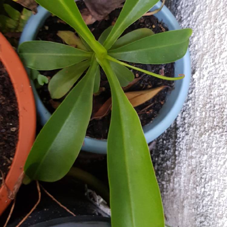 plant image 944760