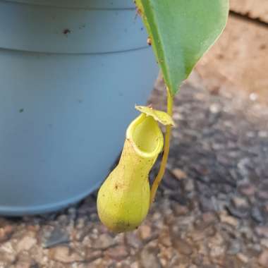 Nepenthes ventricosa