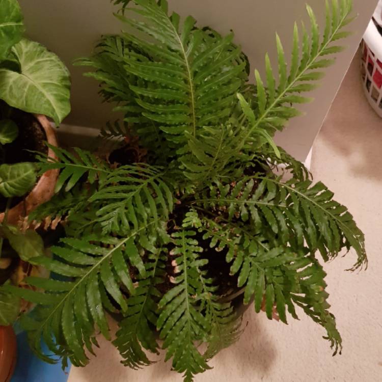 Plant image Blechnum Gibbum 'Silver Lady'
