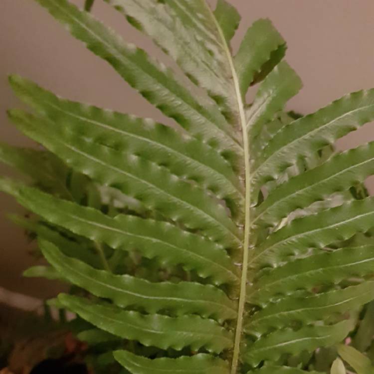 Plant image Blechnum Gibbum 'Silver Lady'