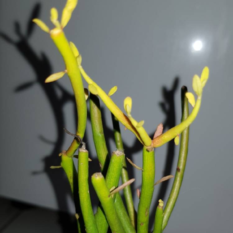 plant image 945362