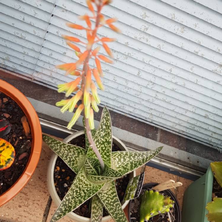 Plant image x Gasteraloe 'Aveo'
