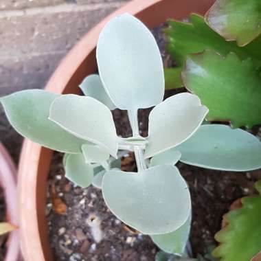 Kalanchoe Bracteata