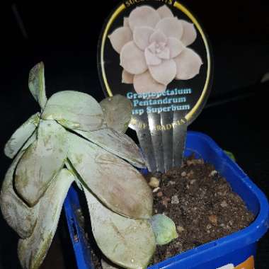 Graptopetalum Superbum
