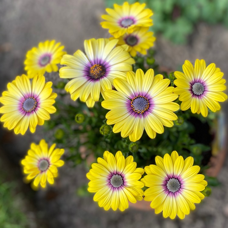 Plant image Osteospermum 'Serenity Blue Eyed Beauty'