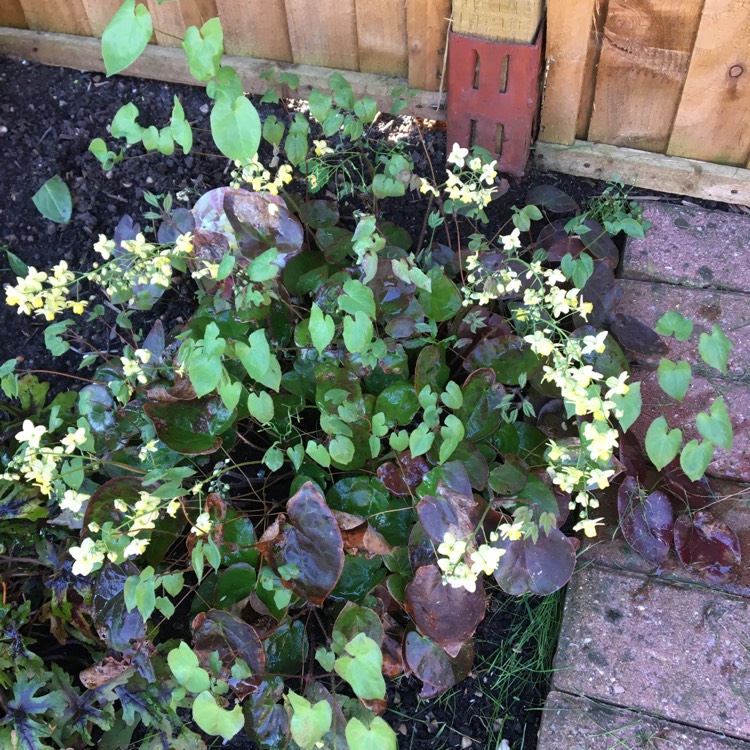 plant image 669144