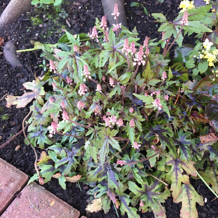 plant image 669145