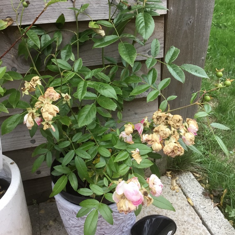 plant image 822636
