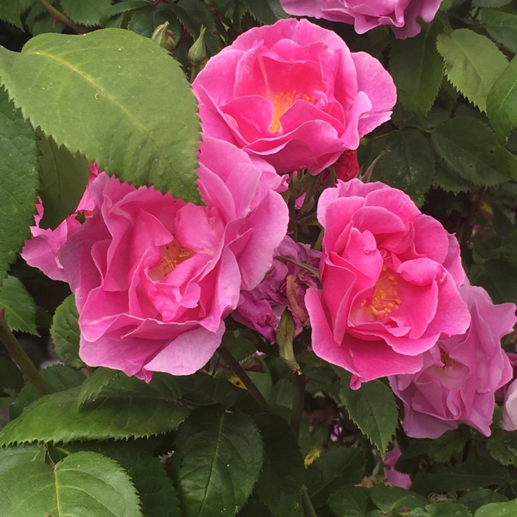 plant image 741461