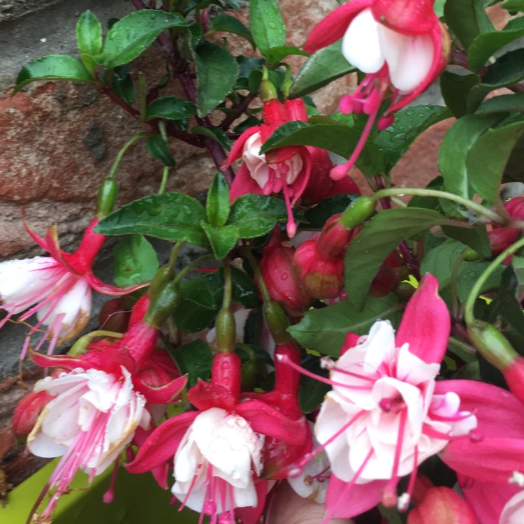 Plant image Fuchsia 'Beauty Queen'