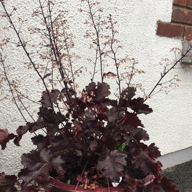 Alumroot 'Black Beauty'