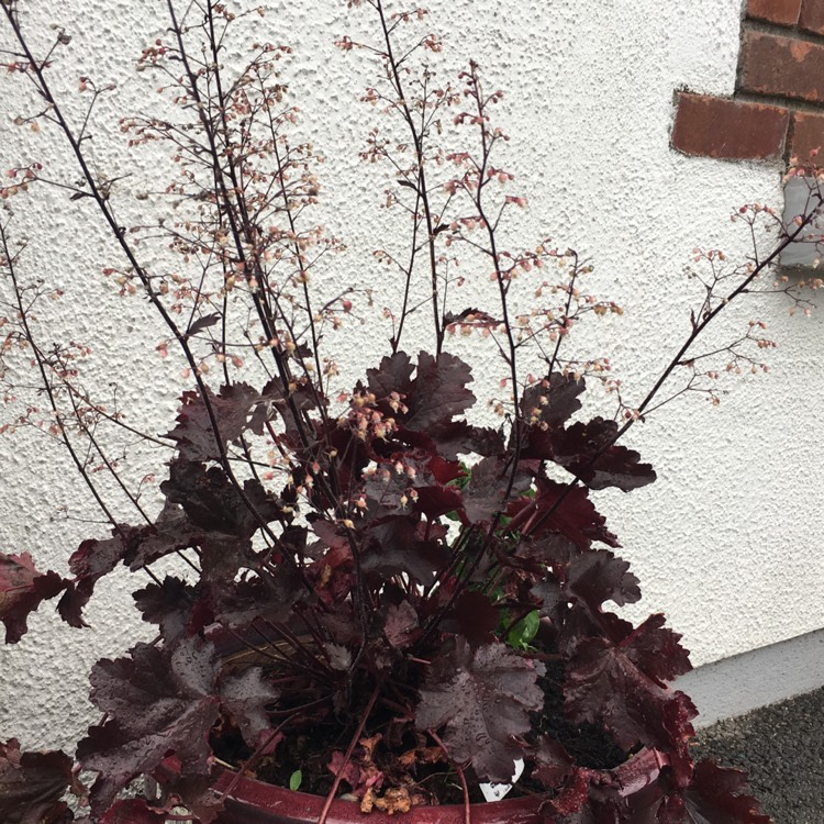plant image 748751