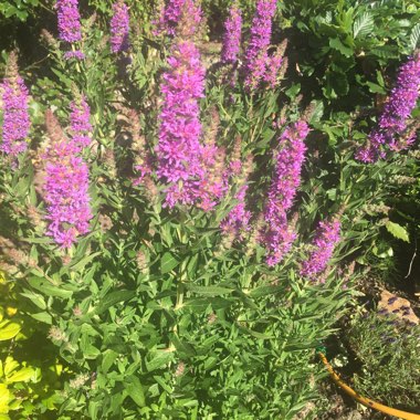Balkan Clary Sage 'Caradonna'