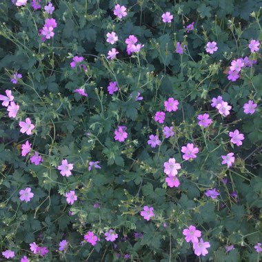 Geranium 'Kashmir Purple'