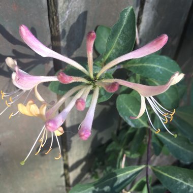 Honeysuckle 'Belgica'