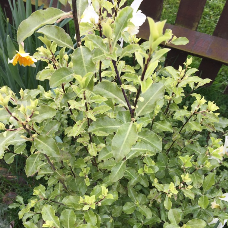 plant image 662510