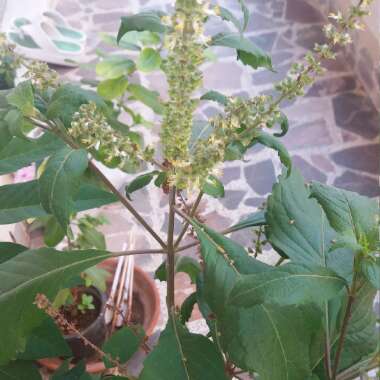 Oregano 'Wild Zaatar'