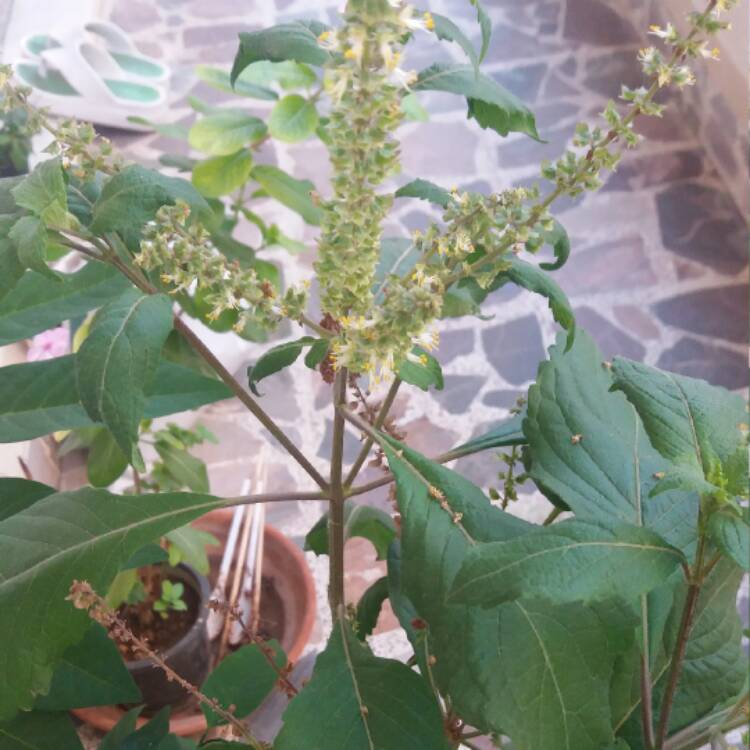 Plant image Origanum syriacum 'Wild Zaatar'