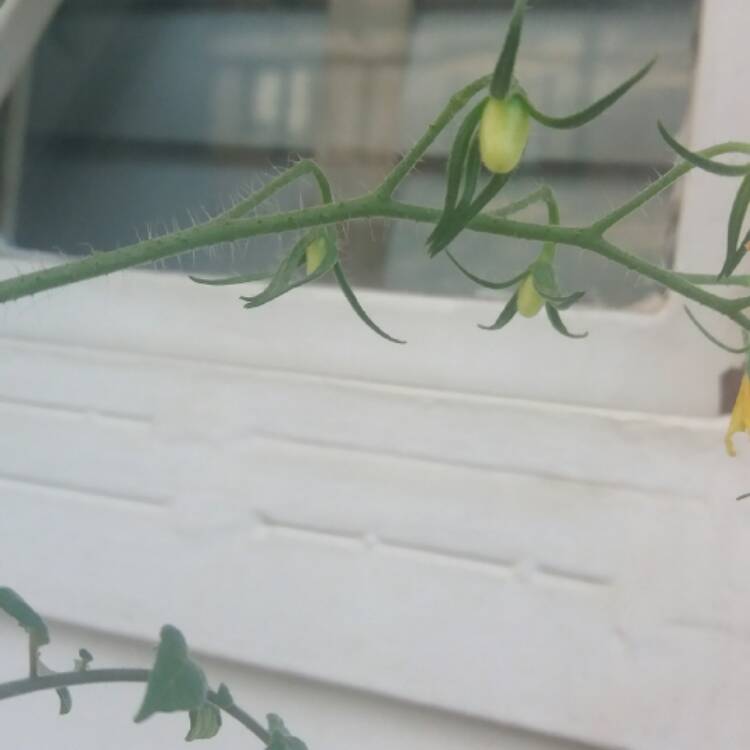 plant image 570723
