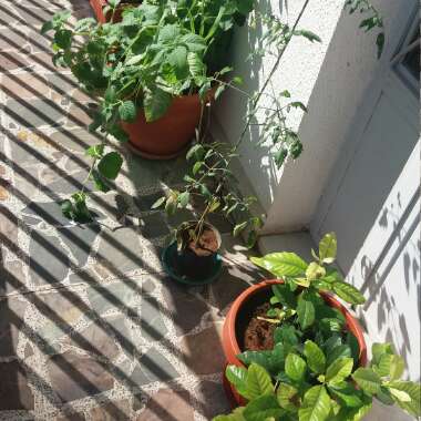 Joe's garden