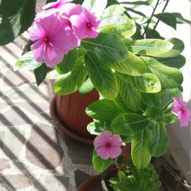 Joe's garden