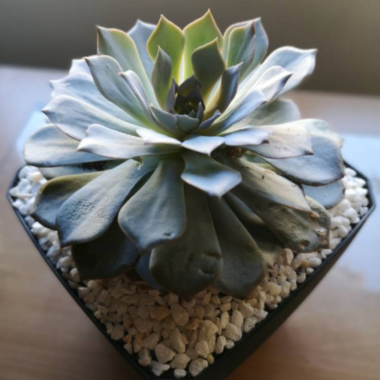 plant image 1380835