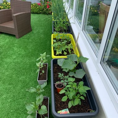 Joel's garden