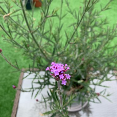 Verbena bonariensis