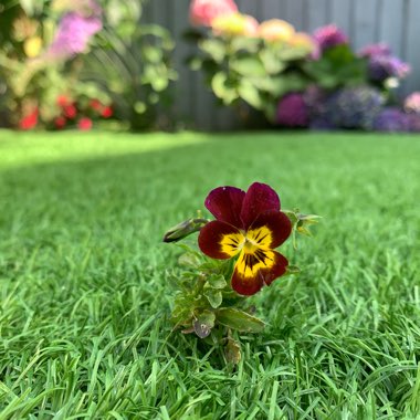 Joel's garden