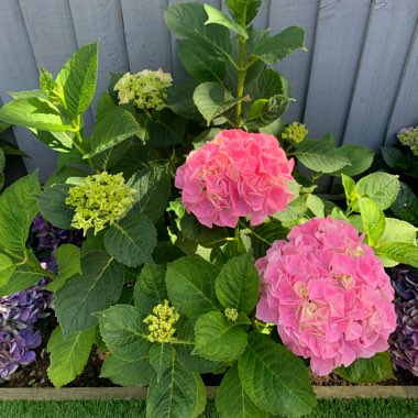 Hydrangea 'Altona'