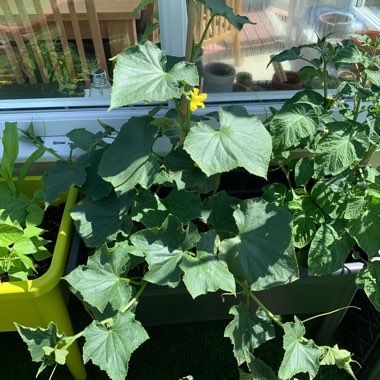 Cucumber