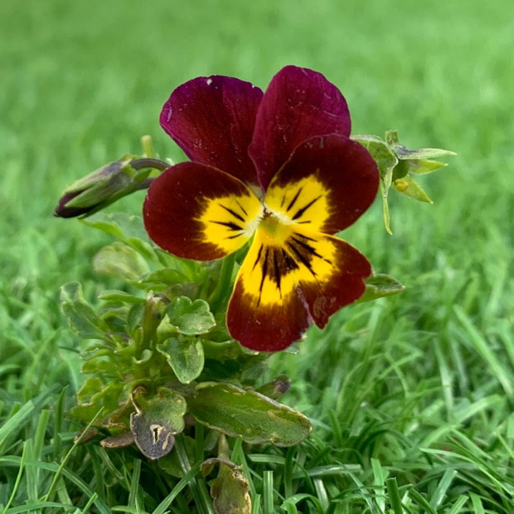 plant image 1605400