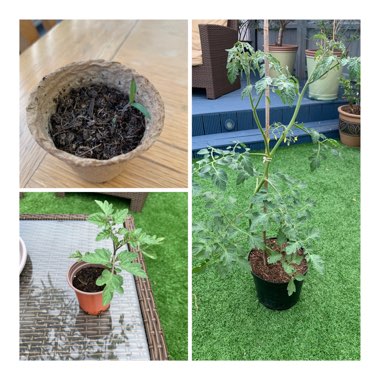 Tomato 'Red Cherry' (Cherry Tomato)