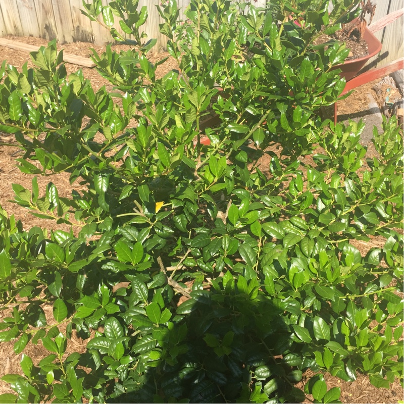 Plant image Ilex cornuta