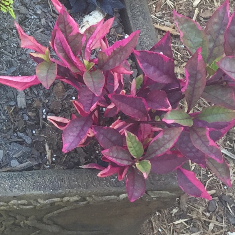 Plant image Alternanthera