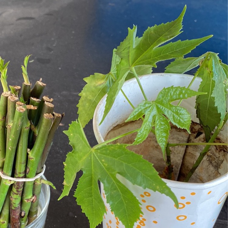 plant image 1538378
