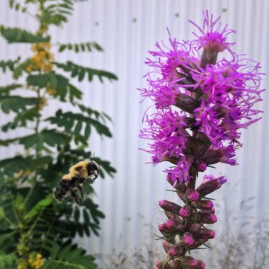 Liatris spicata