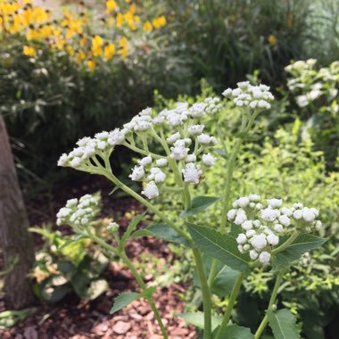 Parthenium integrifolium