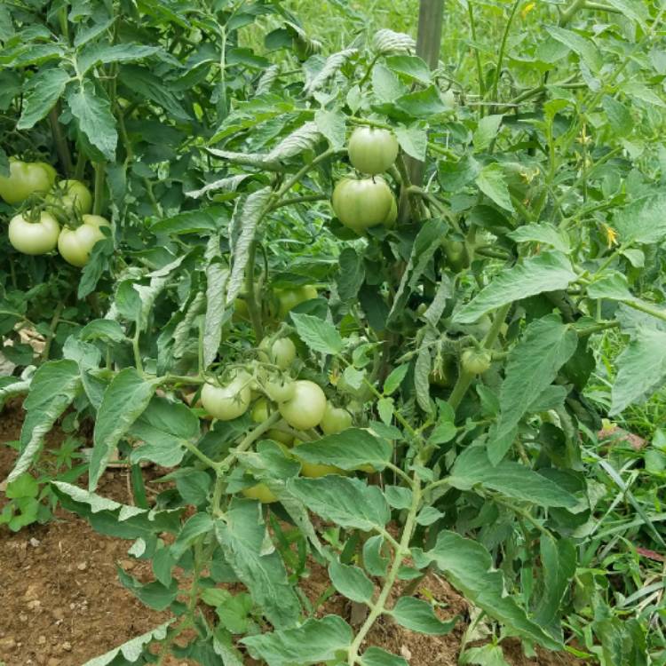 Brandywine Sudduth's Tomato